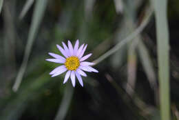 Image of Afroaster confertifolius (Hilliard & B. L. Burtt) J. C. Manning & Goldblatt