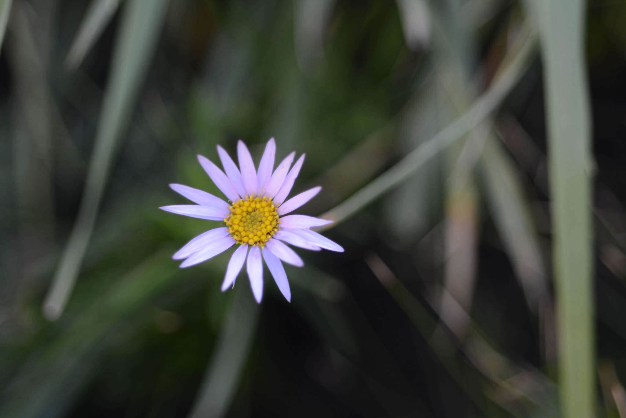 Image of Afroaster confertifolius (Hilliard & B. L. Burtt) J. C. Manning & Goldblatt