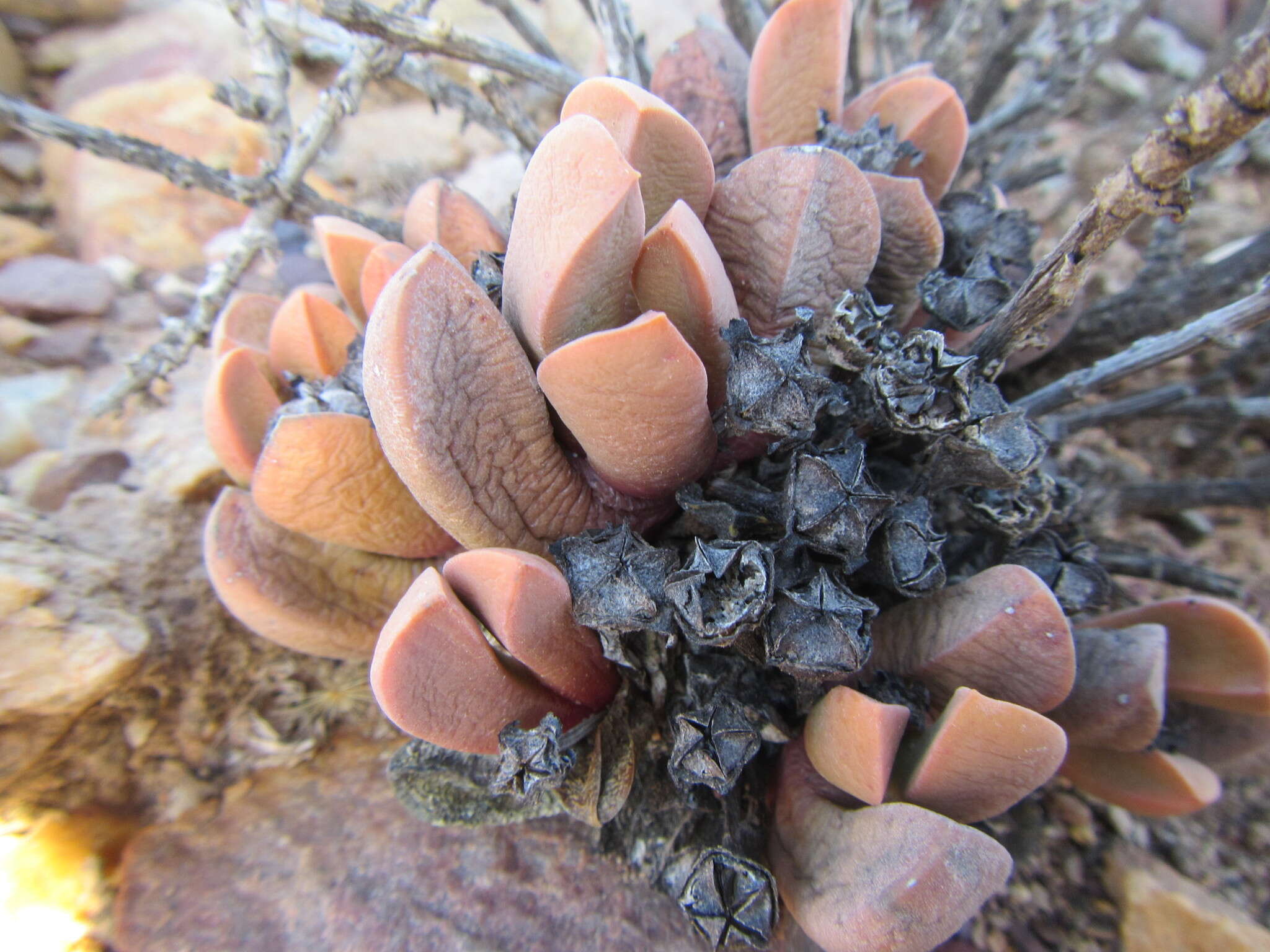 Image of Cerochlamys pachyphylla (L. Bol.) L. Bol.