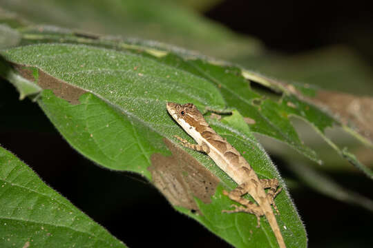 Plancia ëd Anolis binotatus Peters 1863