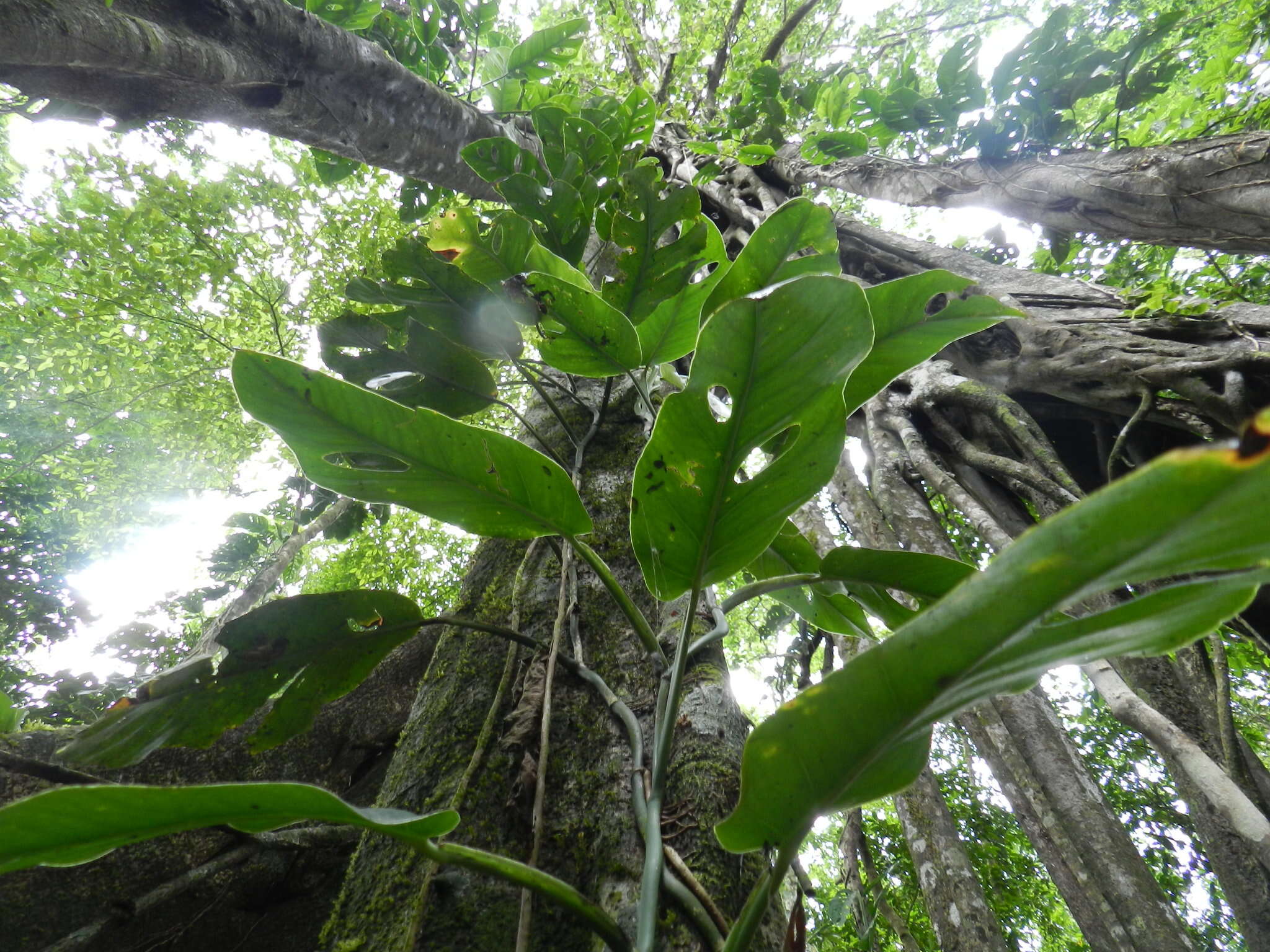 Image of Monstera acuminata K. Koch