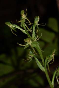 Habenaria distans Griseb. resmi