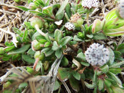 Image of Spilanthes leiocarpa DC.