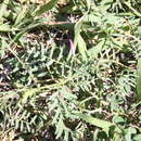 Vicia monantha subsp. monantha resmi