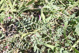 Imagem de Vicia monantha subsp. monantha