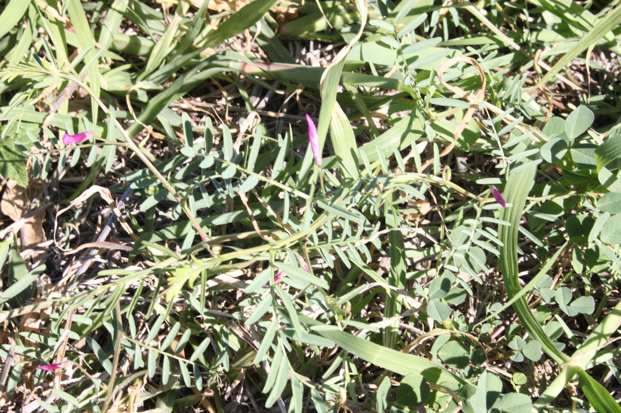Слика од Vicia monantha subsp. monantha