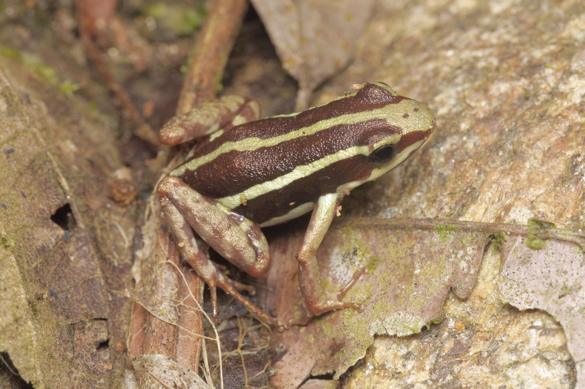 Image of Anthony's Poison-Arrow Frog