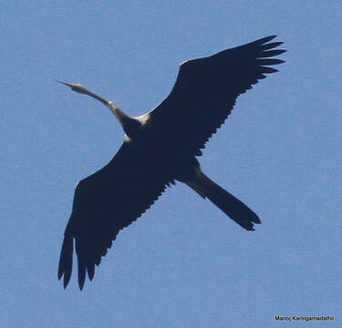 Image de Anhinga roux