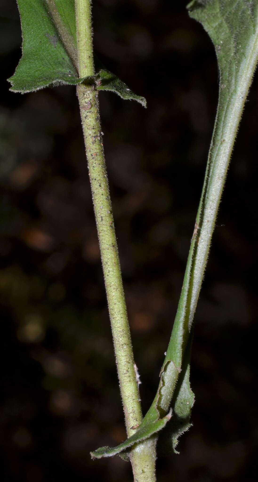 Image of eared goldenrod