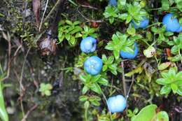 Imagem de Gaultheria trichophylla Royle