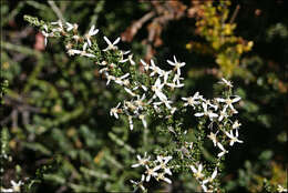 Image of Alpine Daisy-bush