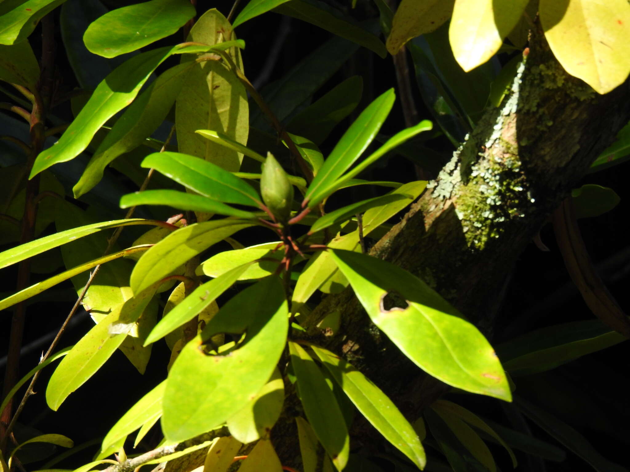 Imagem de Rhododendron ponticum subsp. baeticum (Boiss. & Reuter) Hand.-Mazz.