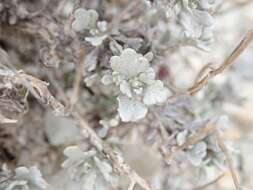 Imagem de Artemisia nuttallii (Torr. & A. Gray) Mosyakin, L. M. Shultz & G. V. Boiko