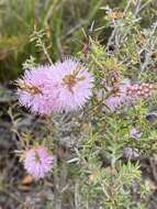 Image de Melaleuca striata Labill.