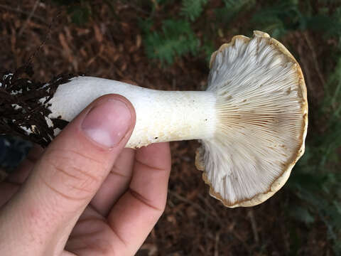 Image of bitter brown leucopaxillus