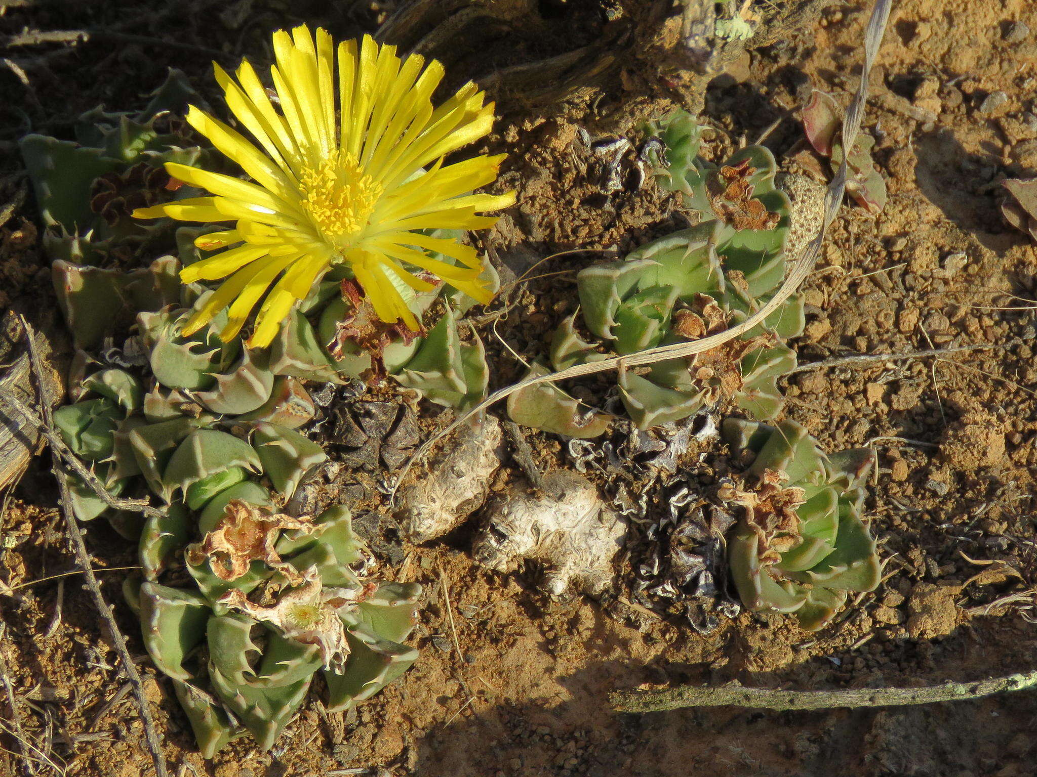 Image of Faucaria bosscheana (Berger) Schwant.