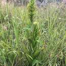 Image of Habenaria strictissima Rchb. fil.