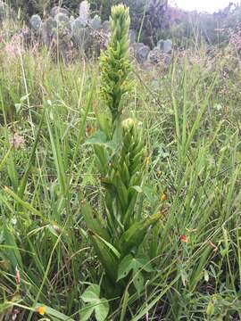 Слика од Habenaria strictissima Rchb. fil.