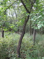 Слика од Prunus mandshurica (Maxim.) Koehne