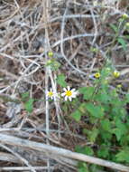 Image of shortray rockdaisy