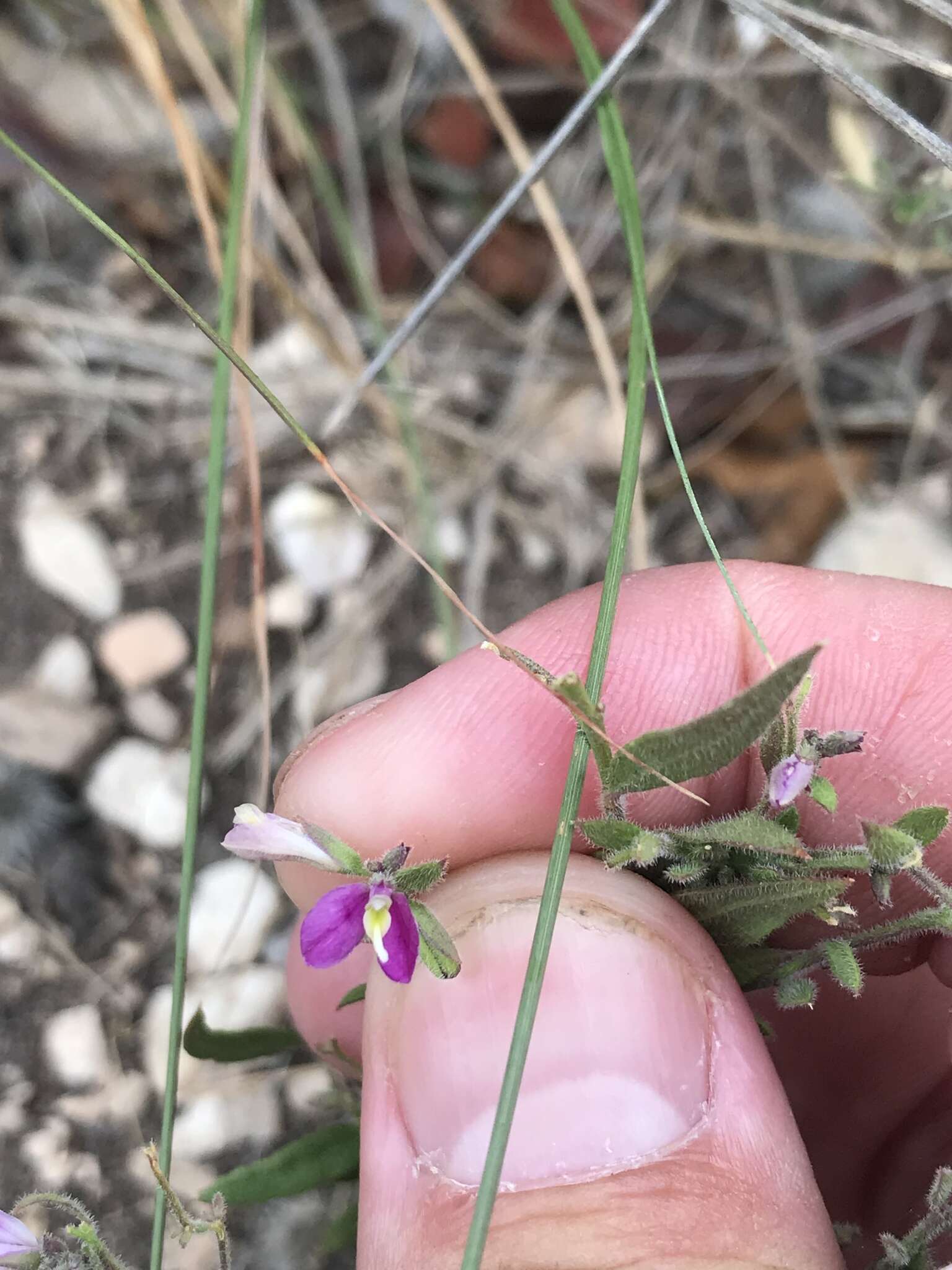 Image of shrubby milkwort