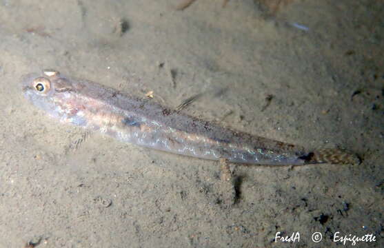 Image of Sand Goby