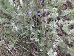 Image of Polygala tenuifolia Willd.