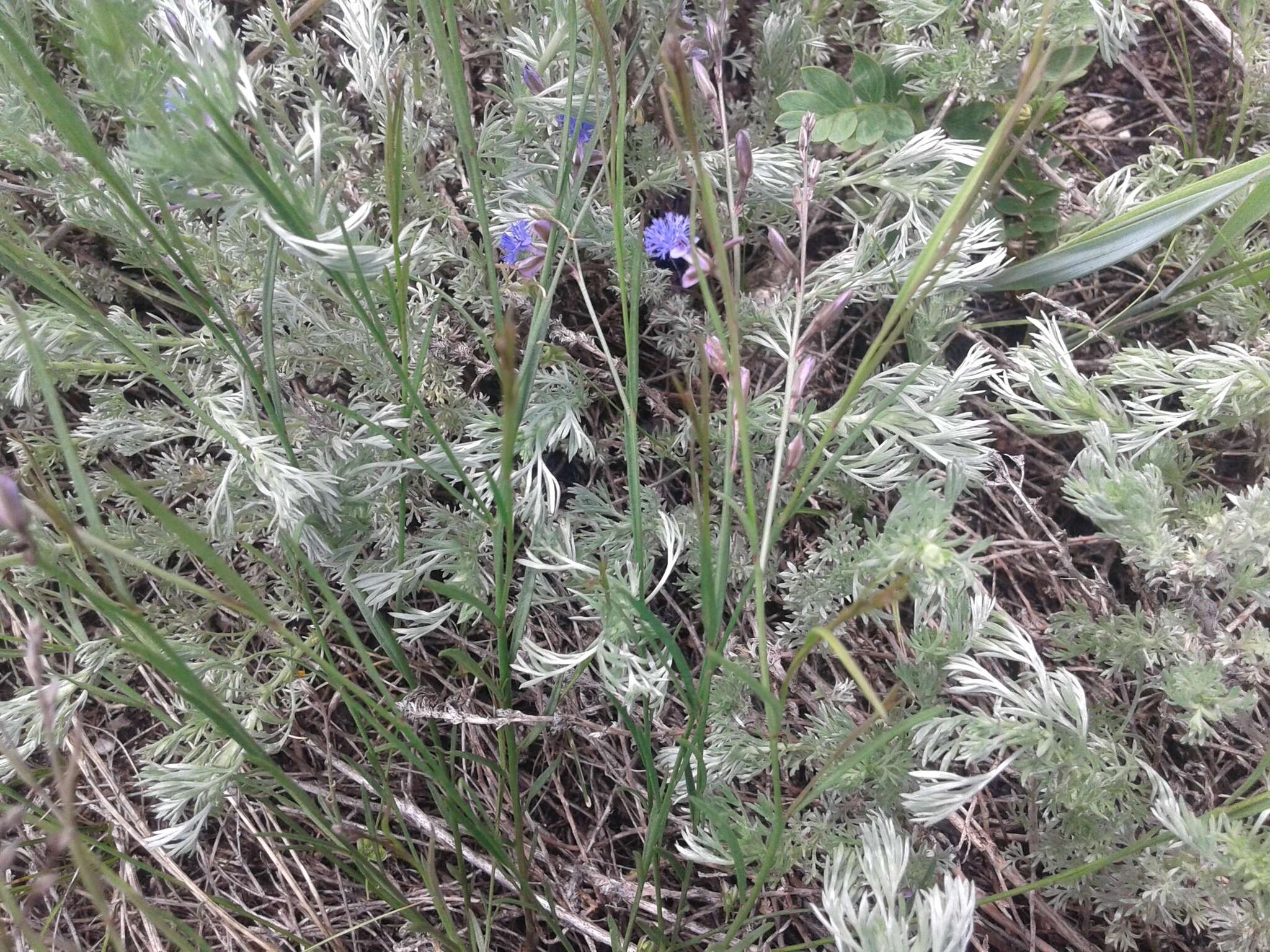 Image of Polygala tenuifolia Willd.