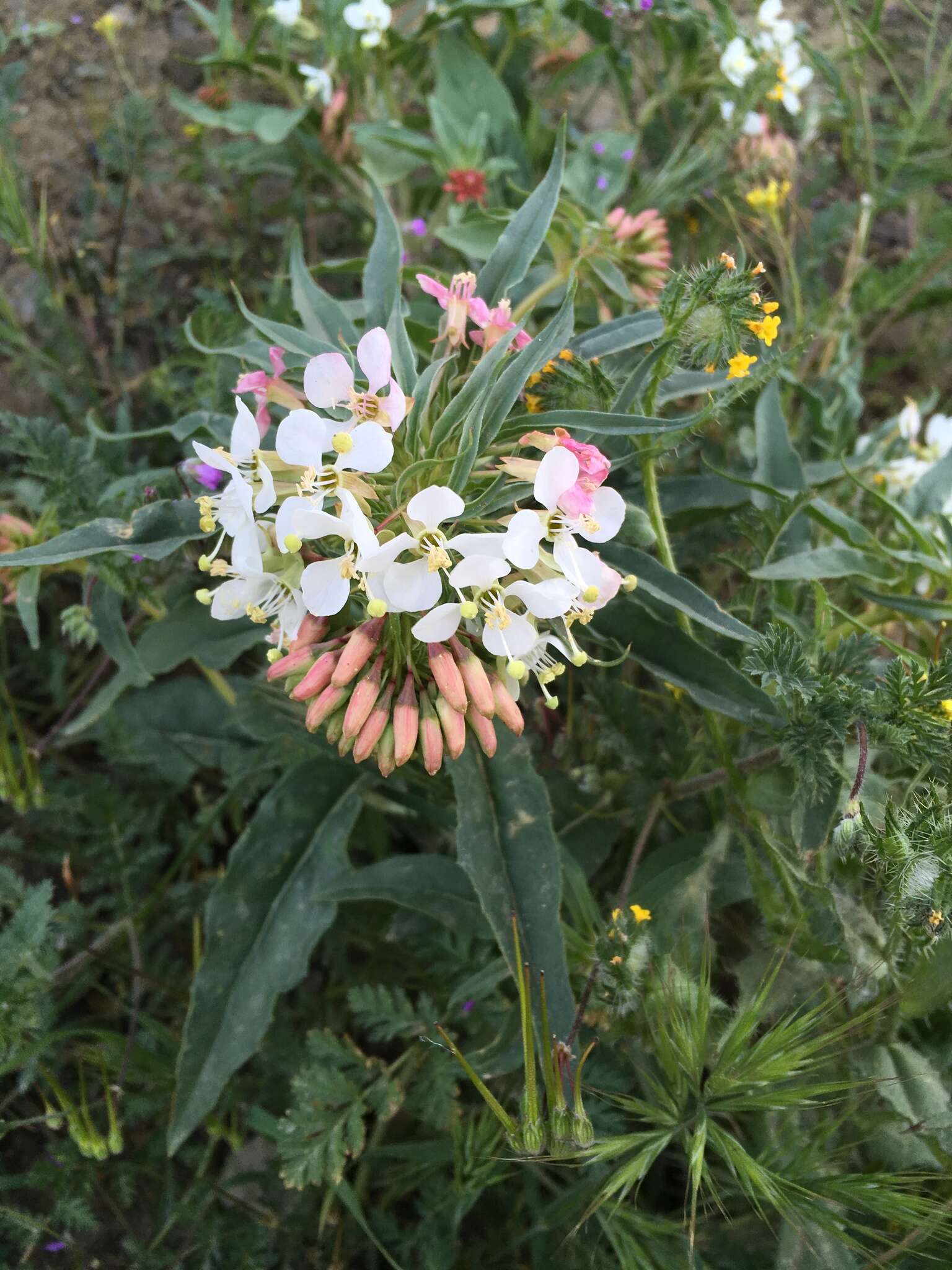 Eremothera boothii subsp. decorticans (Hook. & Arn.) W. L. Wagner & Hoch resmi