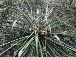 Imagem de Bromelia binotii É. Morren ex Mez