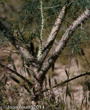 Image of Coalisina angustifolia (Forsk.) Rafin.