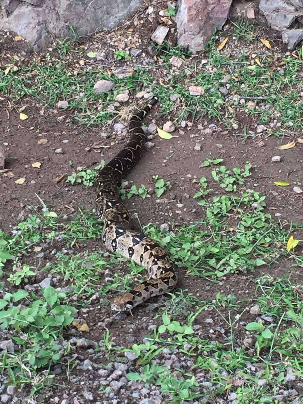 Image of Arabesque Boa