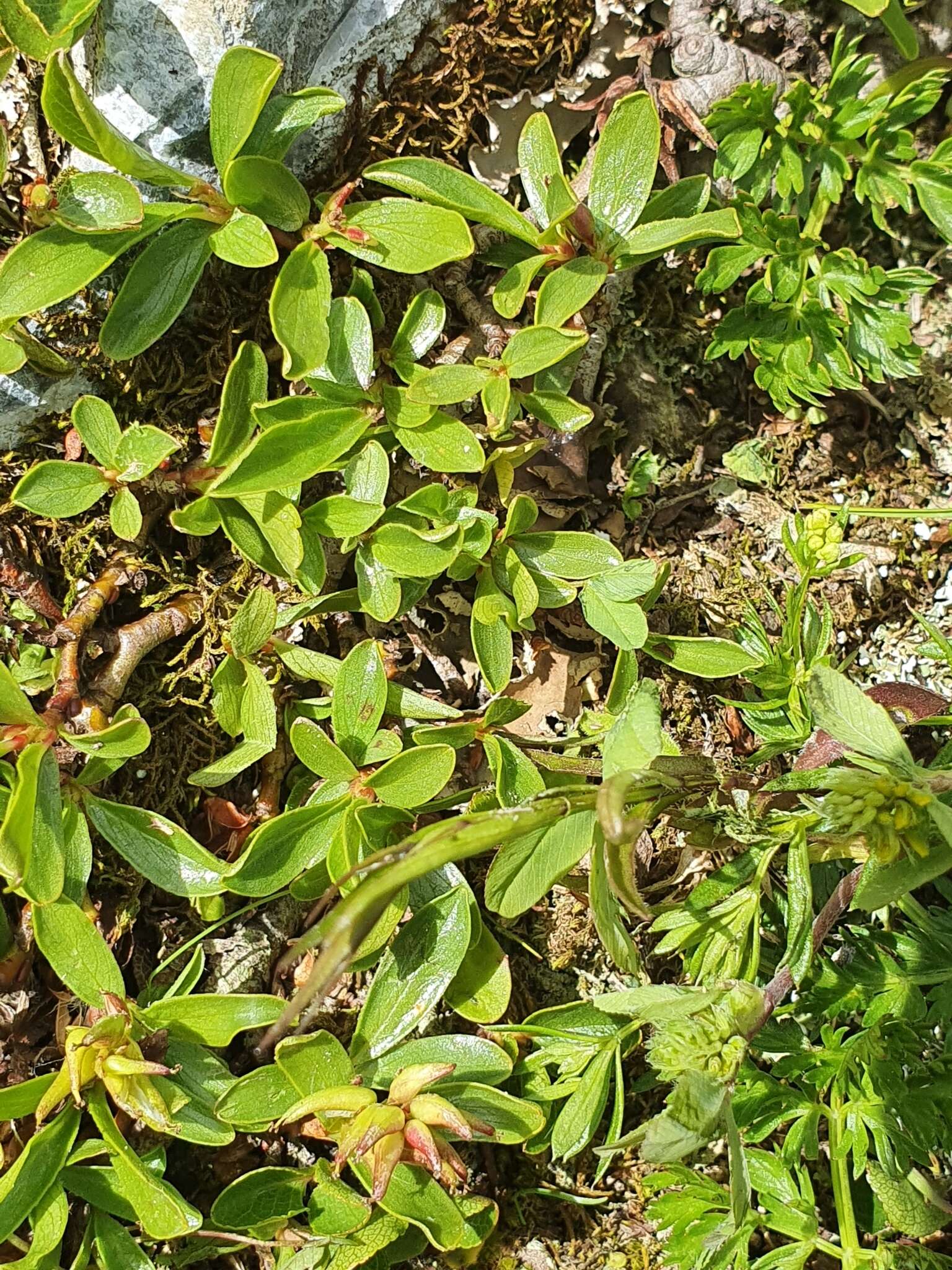 Image of Blunt-leaved Willow