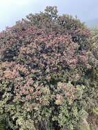 Image of Haleakala sandalwood