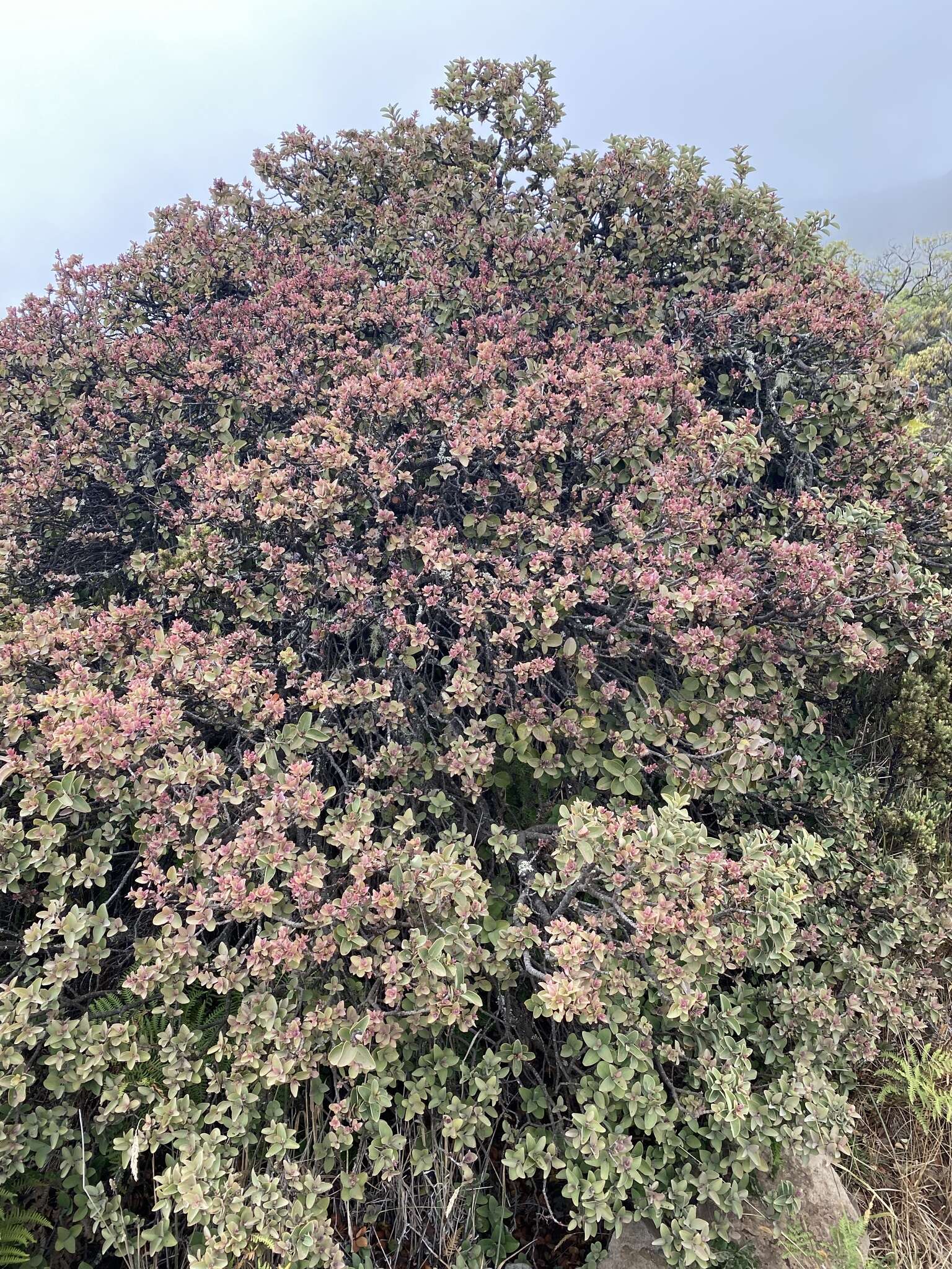 Image of Haleakala sandalwood