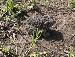 Image of Plateau toad