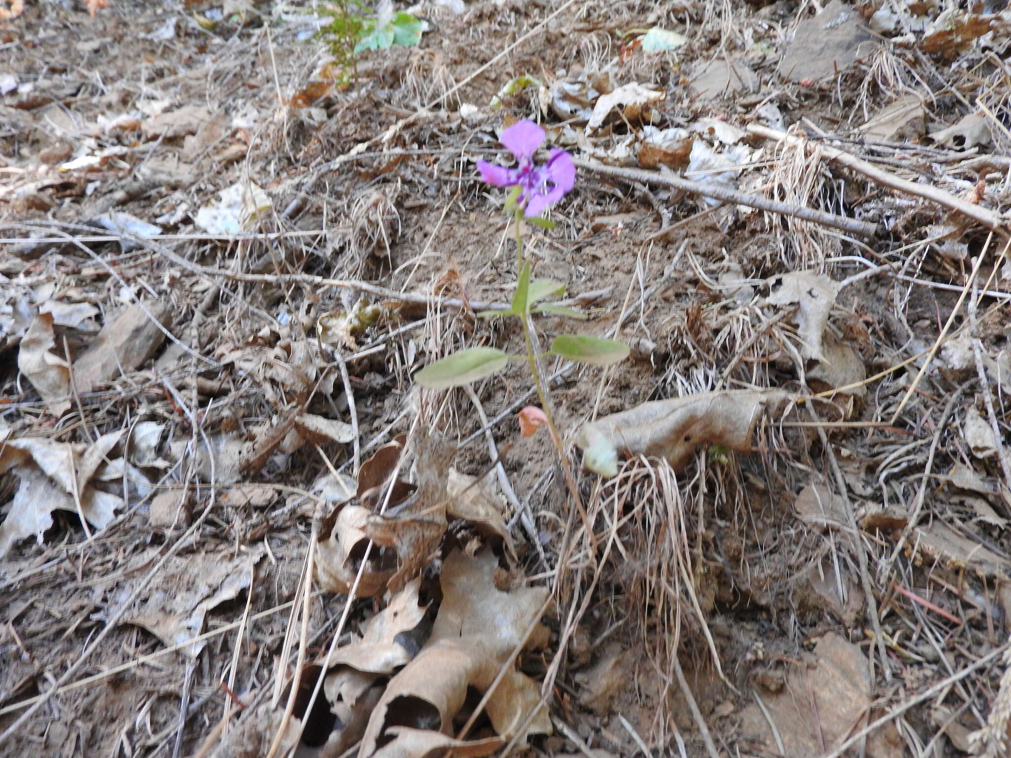 Image of diamond clarkia