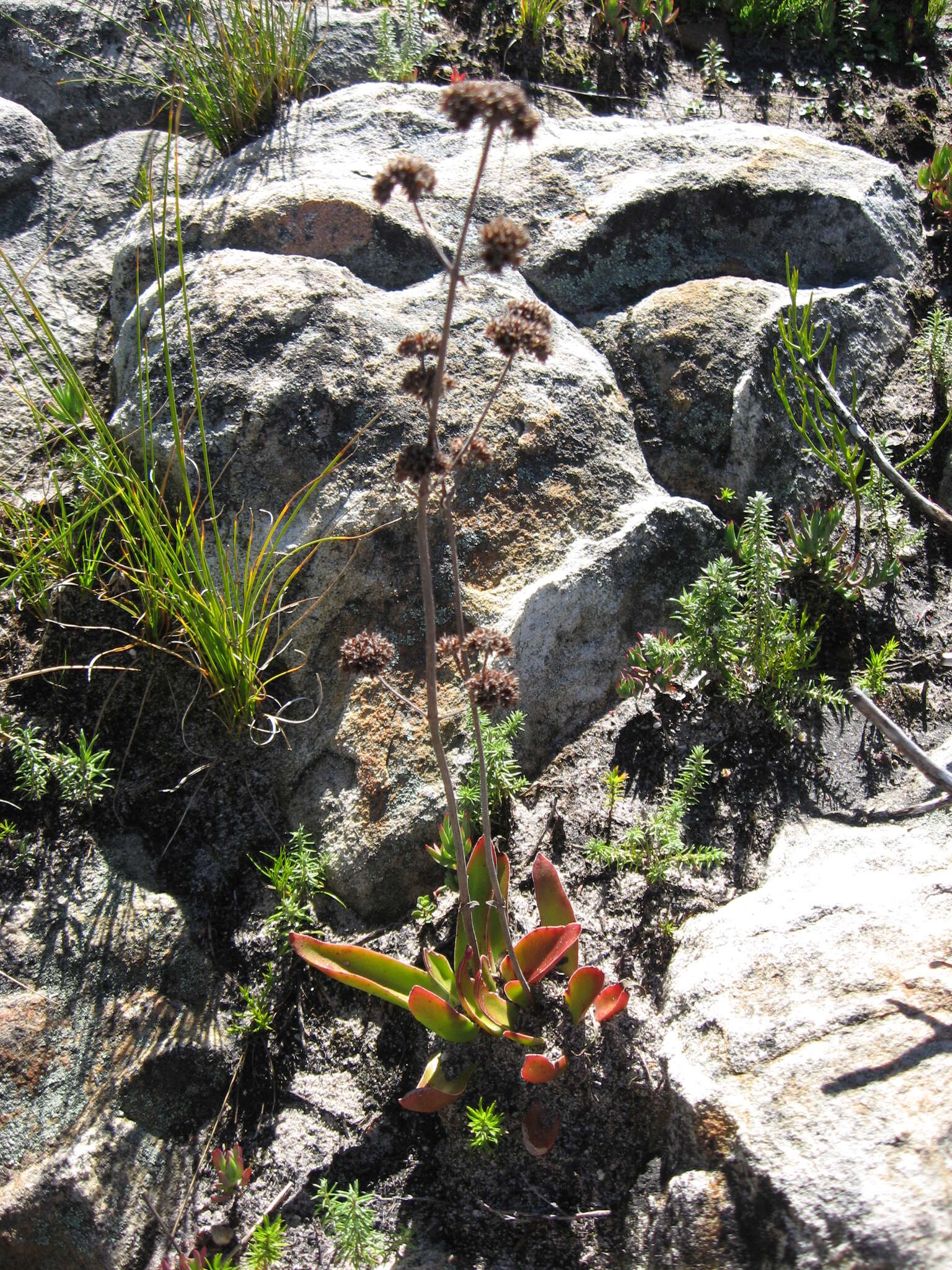 Image of Redleaf crassula