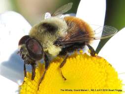 Imagem de Eristalis flavipes Walker 1849