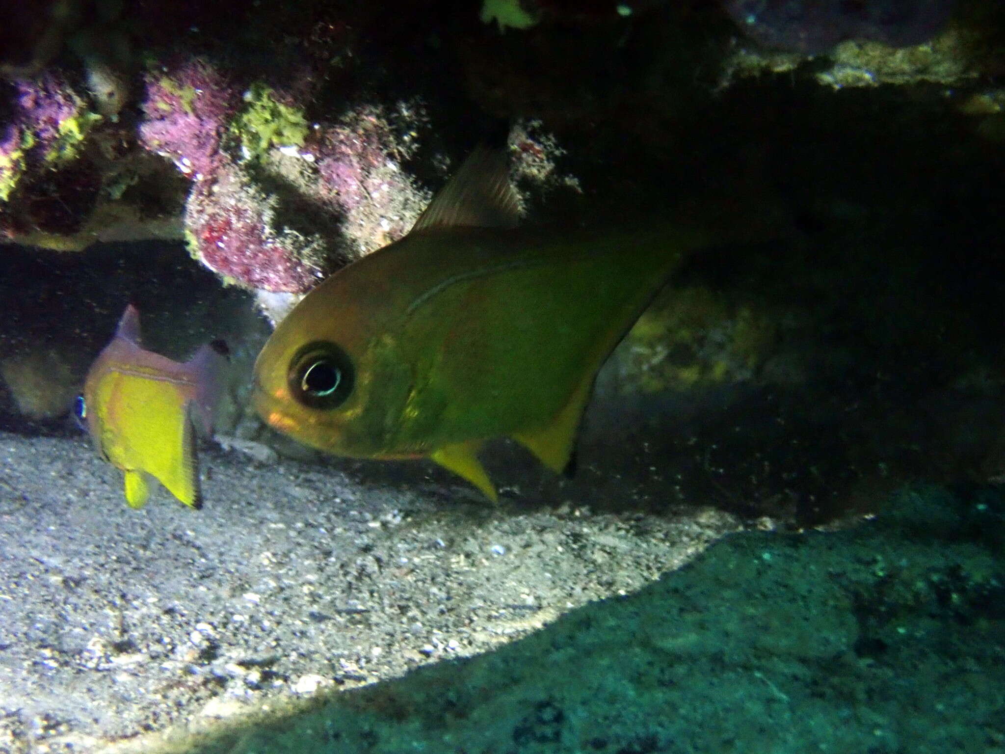 Imagem de Pempheris affinis McCulloch 1911