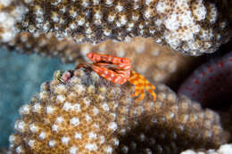 Image of yellow-spotted guard crab