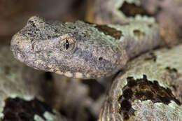 Image of Crotalus lepidus klauberi Gloyd 1936