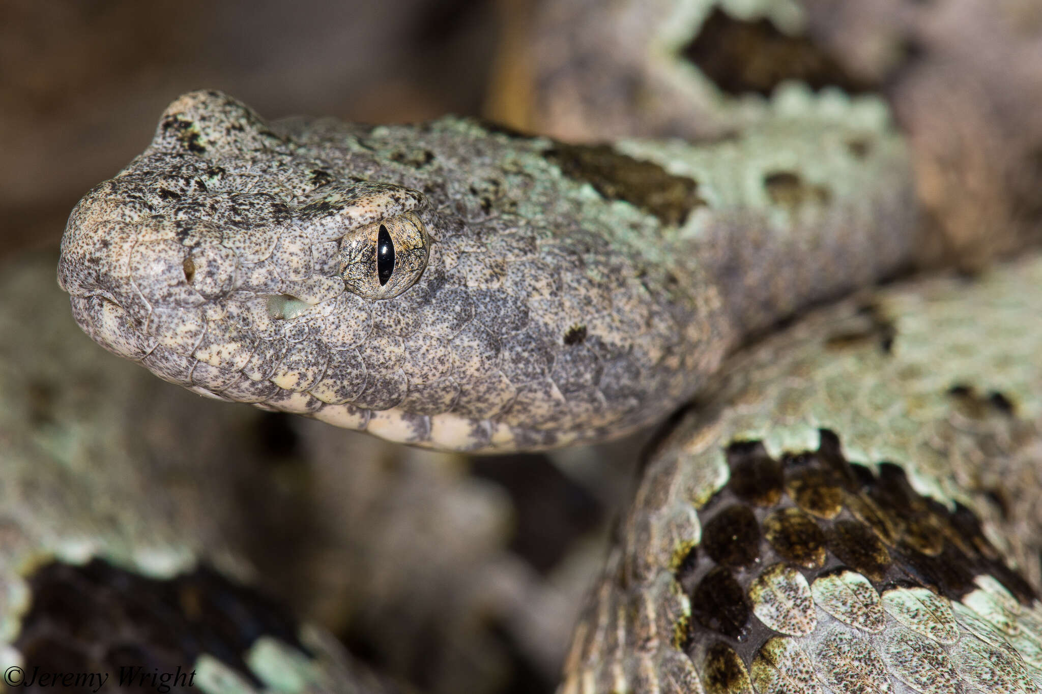 Crotalus lepidus klauberi Gloyd 1936 resmi