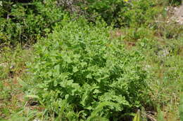 Lophanthus schrenkii Levin resmi