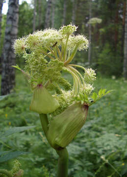 Image of Angelica decurrens (Ledeb.) B. Fedtsch.