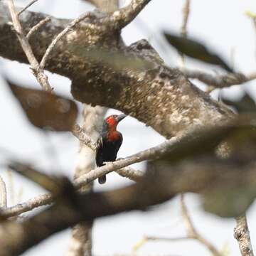 Image of Black-billed Barbet