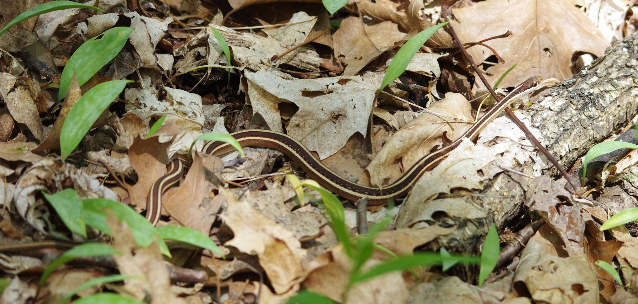 Image of Thamnophis saurita saurita (Linnaeus 1766)