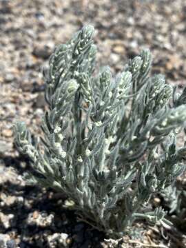 Plancia ëd Neokochia americana (S. Watson) G. L. Chu & S. C. Sand.