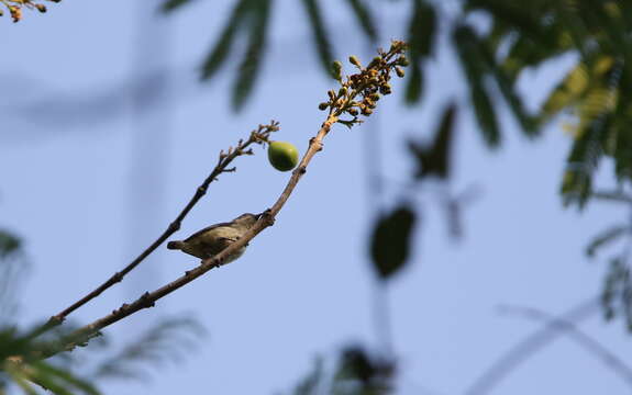 Image of Fire-breasted Flowerpecker