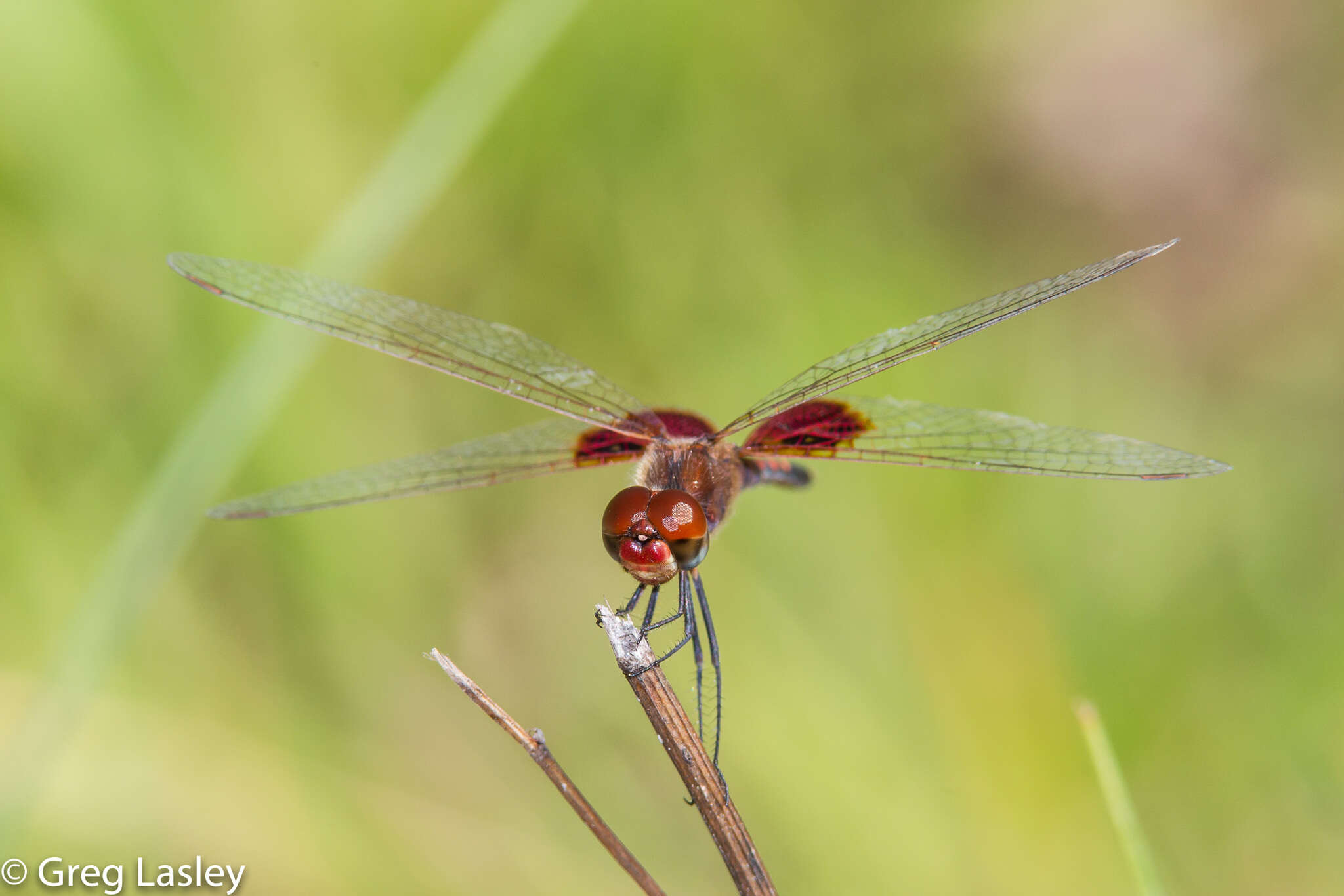 Imagem de Celithemis amanda (Hagen 1861)